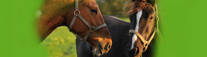 halfter kategorieeinstiegsbanner